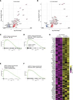 ZC3H11A loss of function enhances NF-κB signaling through defective IκBα protein expression